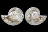 Choffaticeras (Daisy Flower) Ammonite - Madagascar #86772-1